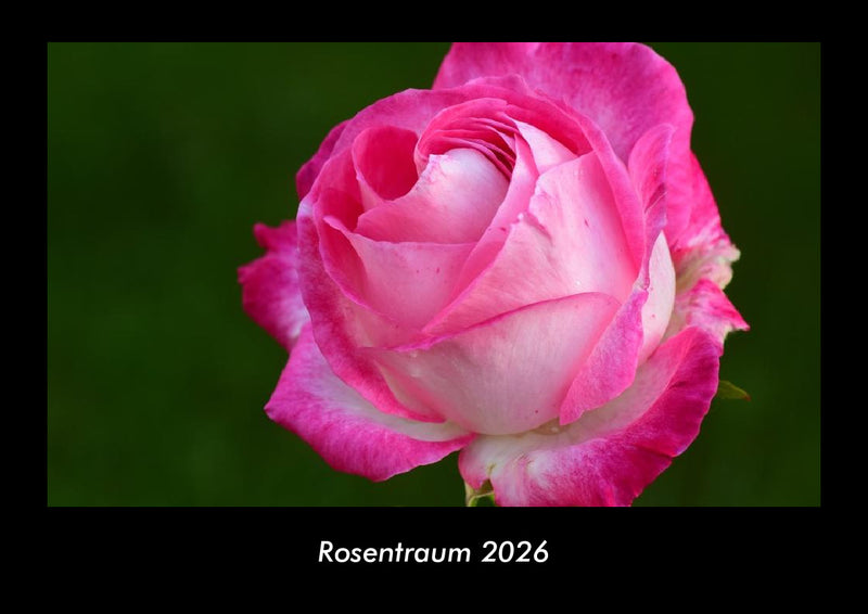 Rosentraum Fotokalender 2026 - Hauptbild