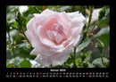 Rosentraum Fotokalender 2026 - 1