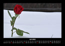 Rosentraum Fotokalender 2026 - 7
