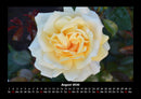 Rosentraum Fotokalender 2026 - 8