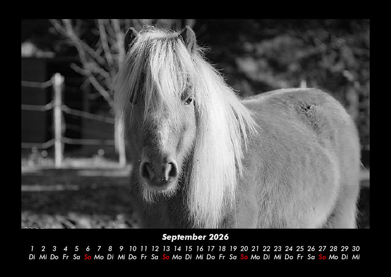 Die Welt der Pferde Fotokalender 2026 - 9