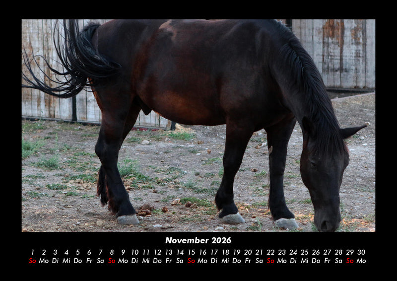 Die Welt der Pferde Fotokalender 2026 - 11