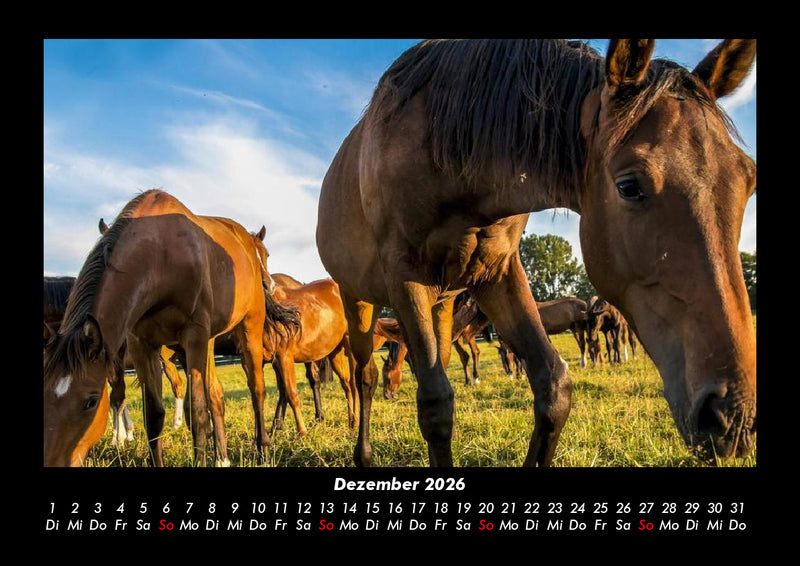 Die Welt der Pferde Fotokalender 2026 - 12