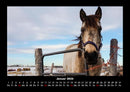 Die Welt der Pferde Fotokalender 2026 - 1