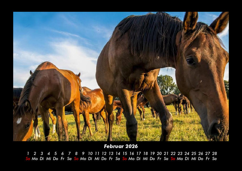 Die Welt der Pferde Fotokalender 2026 - 2