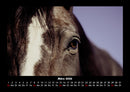 Die Welt der Pferde Fotokalender 2026 - 3