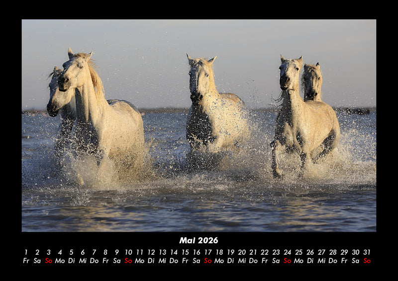 Die Welt der Pferde Fotokalender 2026 - 5