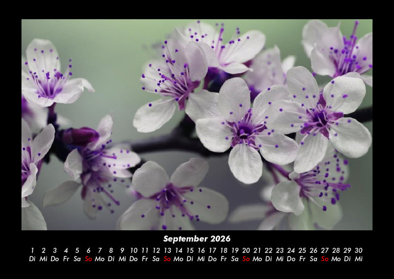 Blumenkalender Fotokalender 2026 - 9