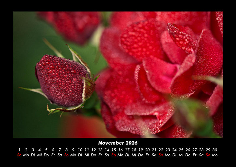Blumenkalender Fotokalender 2026 - 11