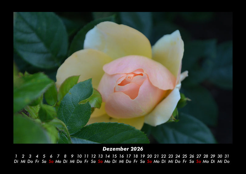 Blumenkalender Fotokalender 2026 - 12