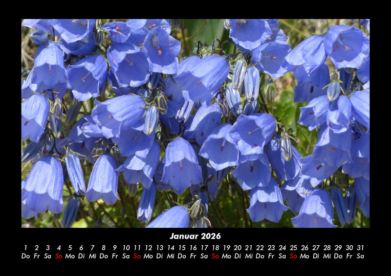 Blumenkalender Fotokalender 2026 - 1