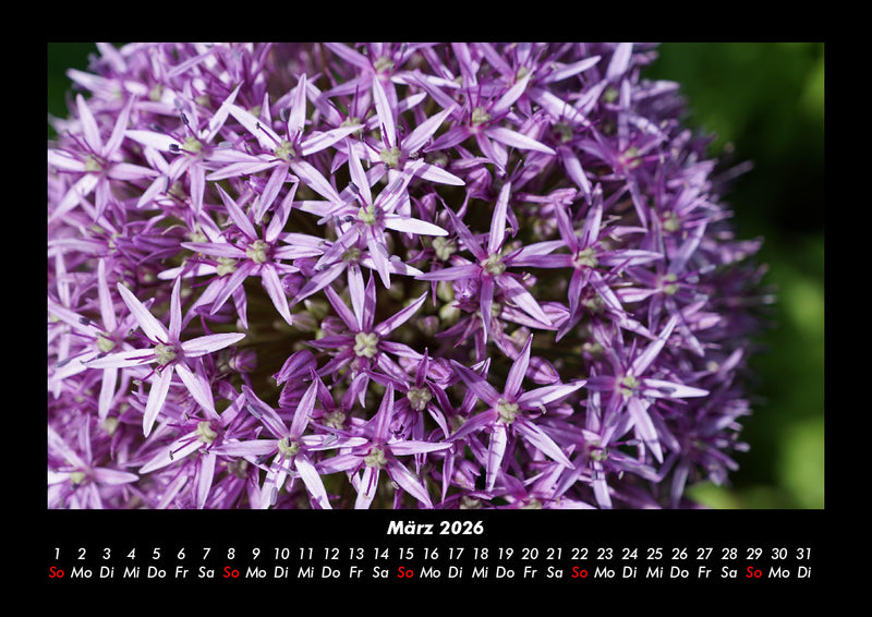 Blumenkalender Fotokalender 2026 - 3