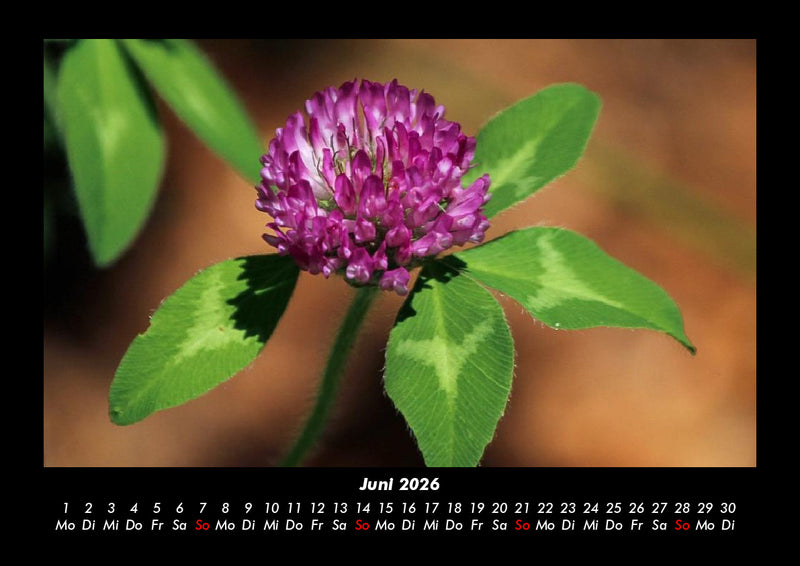 Blumenkalender Fotokalender 2026 - 6