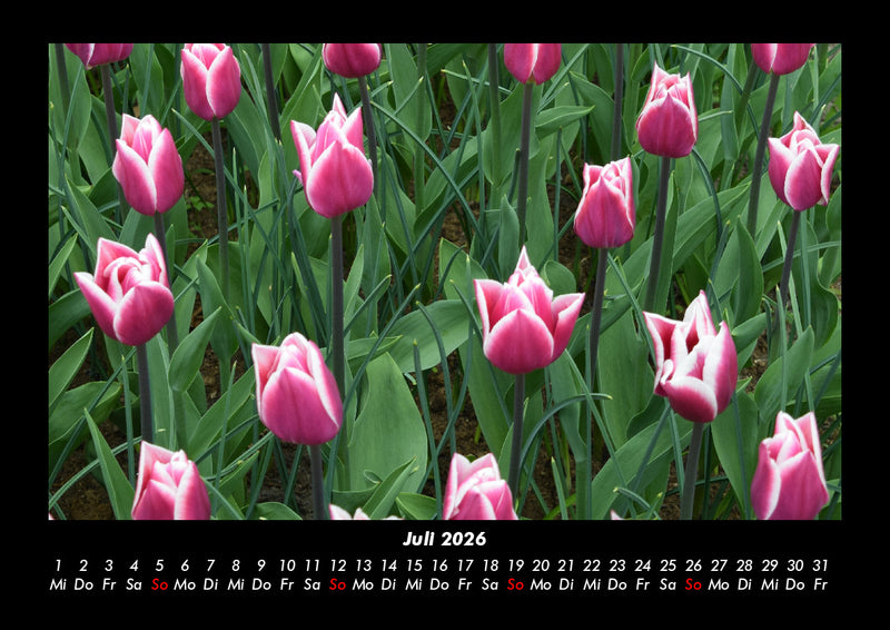 Blumenkalender Fotokalender 2026 - 7