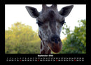 Giraffen Fotokalender 2026 - 9