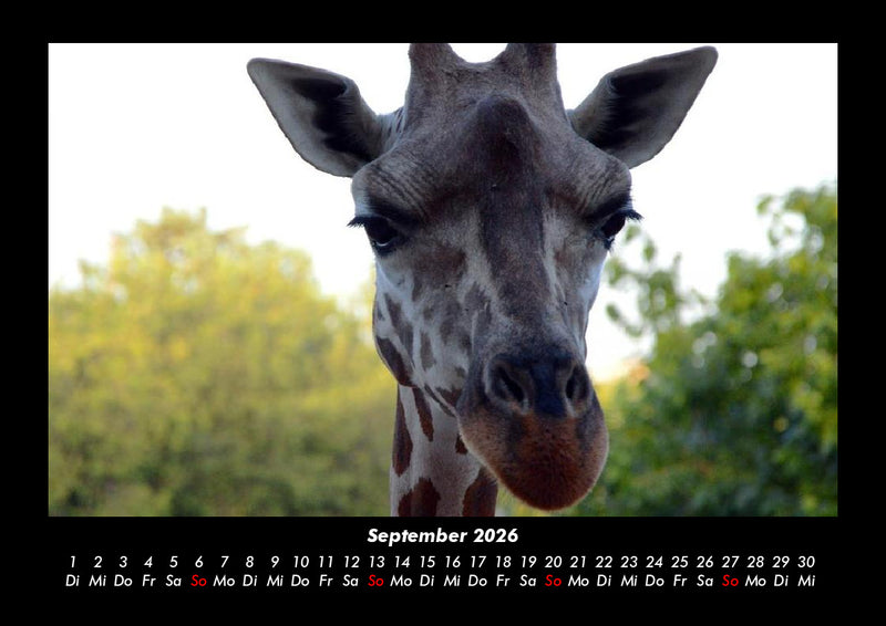Giraffen Fotokalender 2026 - 9