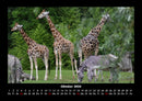 Giraffen Fotokalender 2026 - 10