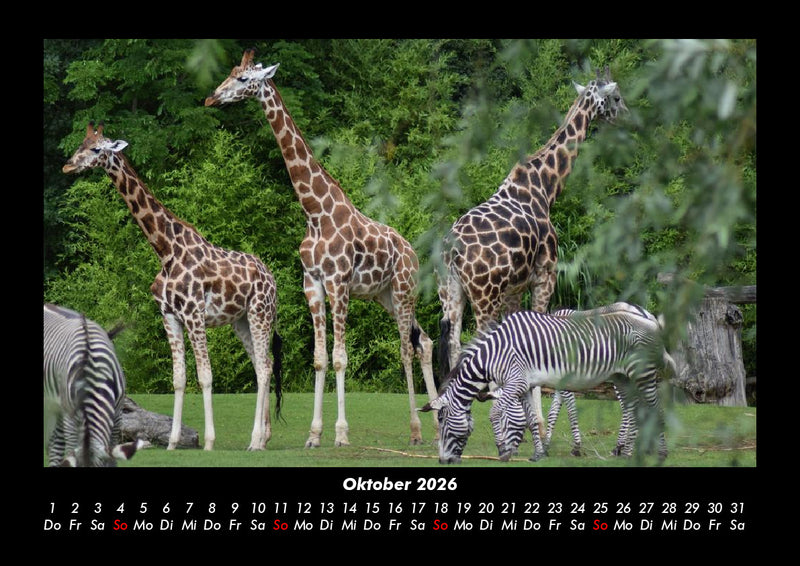 Giraffen Fotokalender 2026 - 10