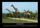 Giraffen Fotokalender 2026 - 11