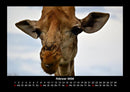 Giraffen Fotokalender 2026 - 2
