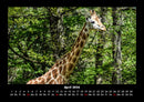 Giraffen Fotokalender 2026 - 4