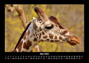 Giraffen Fotokalender 2026 - 5