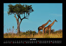 Giraffen Fotokalender 2026 - 7