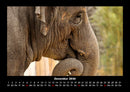 Elefanten Fotokalender 2026 - 12