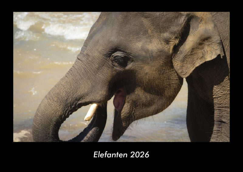 Elefanten Fotokalender 2026 - Hauptbild