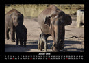 Elefanten Fotokalender 2026 - 1