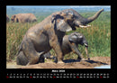Elefanten Fotokalender 2026 - 3