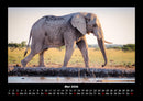 Elefanten Fotokalender 2026 - 5