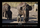 Elefanten Fotokalender 2026 - 7