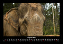 Elefanten Fotokalender 2026 - 8