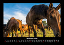 Die Welt der Pferde Fotokalender 2026 - 11
