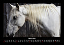 Die Welt der Pferde Fotokalender 2026 - 3