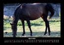 Die Welt der Pferde Fotokalender 2026 - 4