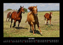 Die Welt der Pferde Fotokalender 2026 - 7