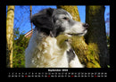 Hunde Fotokalender 2026 - 9