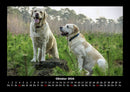 Hunde Fotokalender 2026 - 10