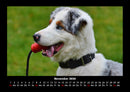 Hunde Fotokalender 2026 - 11