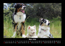 Hunde Fotokalender 2026 - 3