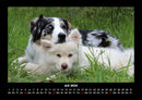 Hunde Fotokalender 2026 - 7