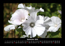 Blumenzauber Fotokalender 2026 - 9