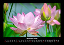 Blumenzauber Fotokalender 2026 - 11