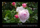 Blumenzauber Fotokalender 2026 - 3