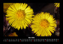 Blumenzauber Fotokalender 2026 - 5
