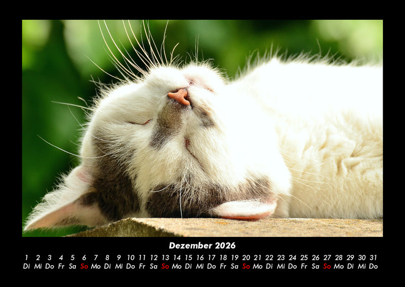 Für Katzenfreunde Fotokalender 2026 - 12