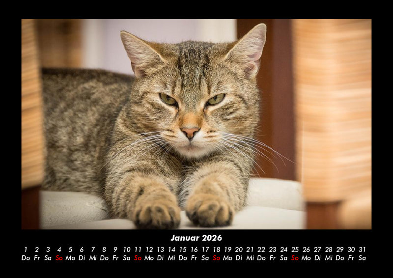 Für Katzenfreunde Fotokalender 2026 - 1