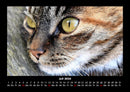 Für Katzenfreunde Fotokalender 2026 - 7